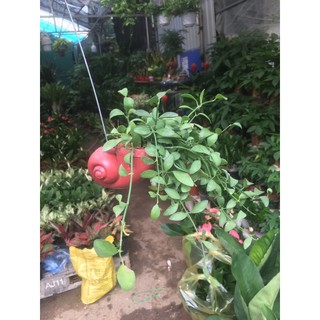 Cây hạt dưa ốc, cây cảnh treo rủ