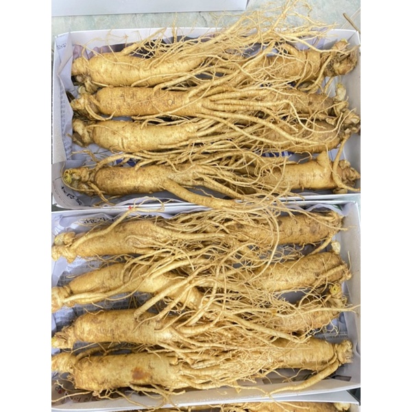 Nhân sâm tươi Hàn Quốc loại 9 củ 1 kg hàng chuẩn Korean