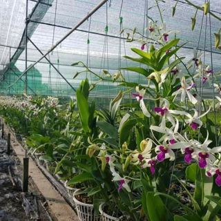 Hoa lan bà liễu hoa thơm