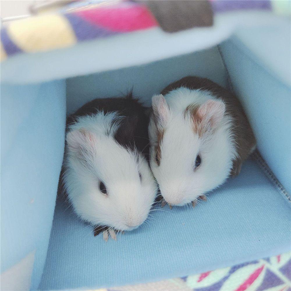 Võng Ngủ Cho Chuột Hamster 1 Ngủ Trong Mùa Đông Thoải Mái