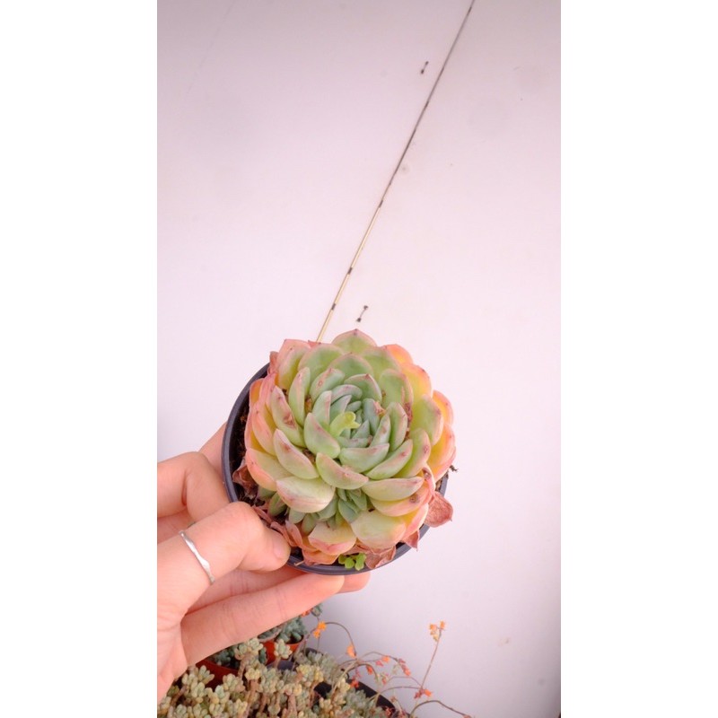 (ECHEVERIA HERCULES) SEN ĐÁ VIỀN LỬA NHIỀU CON