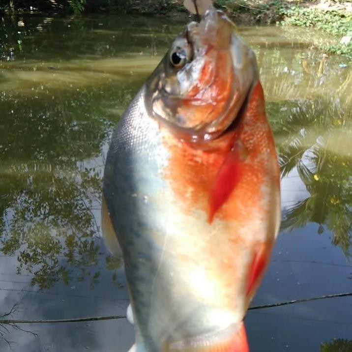 Dây cáp câu cá Fishing Sport dài 10m, cáp câu cá chẽm, cá chim, cá tra, dây cáp câu sông, câu biển siêu bền.