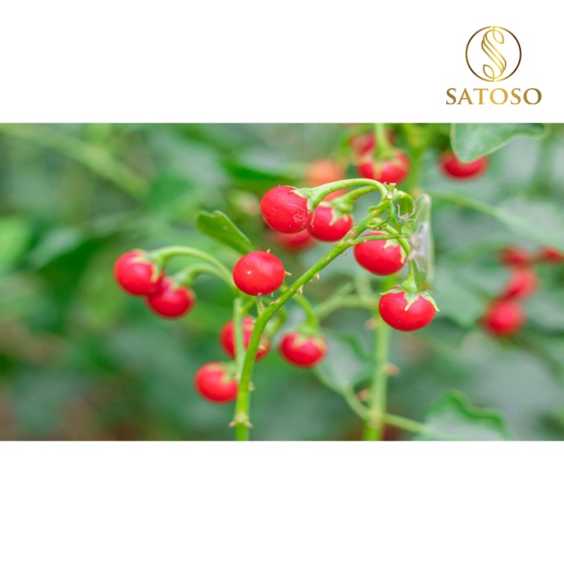 Cà gai leo túi lọc SATOSO 250g hỗ trợ bảo vệ lá Gan tốt cho sức khỏe SA15