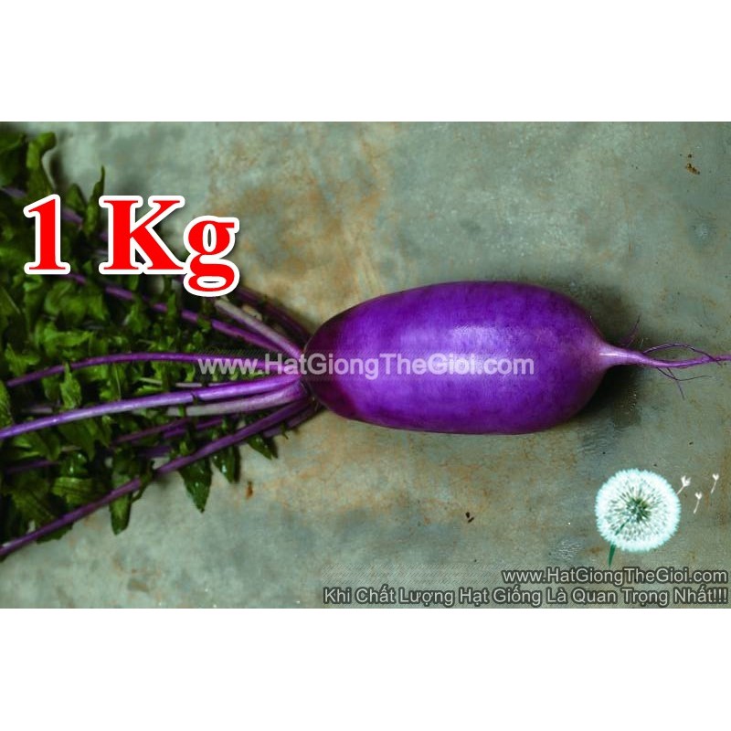 20h Hạt Giống Củ Cải Vua 1KG F1 TG56 (A1.305| Z34*X56*M225)