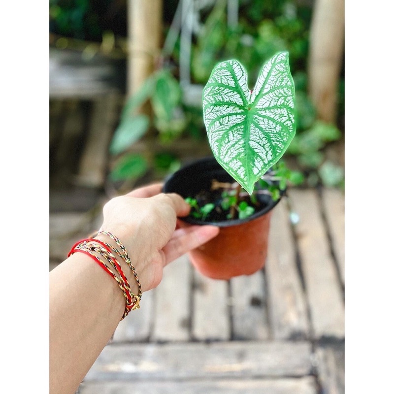 Cây Caladium White Xmas (Môn Giáng Sinh) Size vừa chậu nhựa 10cm