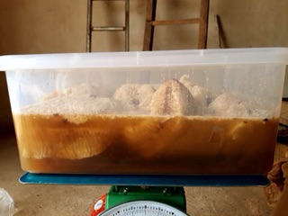 Mật ong rừng Điện Biên