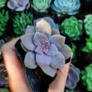 Sen Đá Dĩa Hồng 4-6cm siêu đẹp - 1 đổi 1.