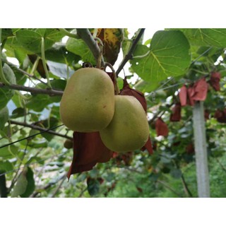 Kiwwi giống nhập khẩu