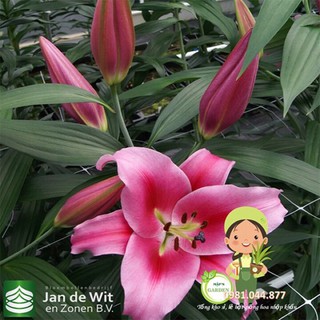 củ hoa ly thơm màu hồng đậm size to