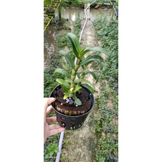 Hoa lan denro damry 3 lưỡi sắp nụ