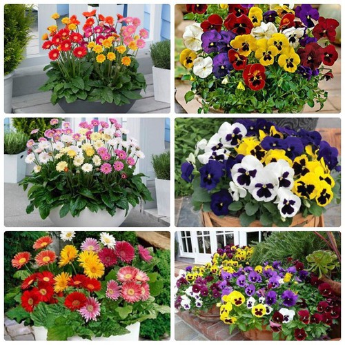 Combo 2 gói hạt giống - 1 gói hoa cúc đồng tiên và 1 gói hoa pansy mix - HGT