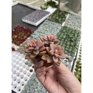 Sen đá đỏ 3 cây