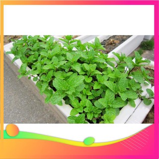 Hạt giống húng bạc hà - 100 hạt vietgar