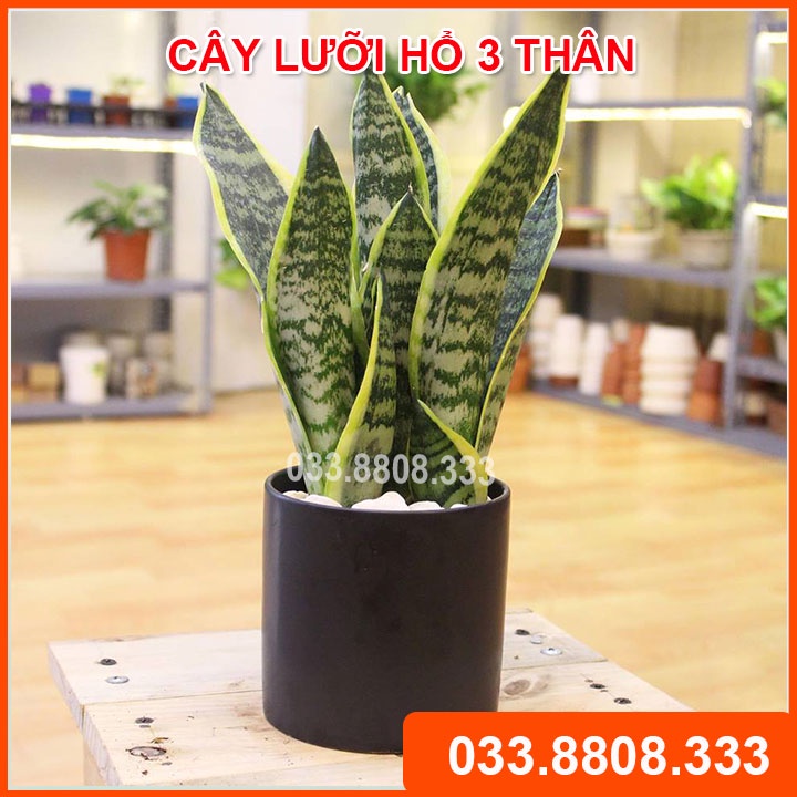 Cây Lưỡi Hổ 3 Thân Để Bàn Chậu Nhựa - Cây nội thất