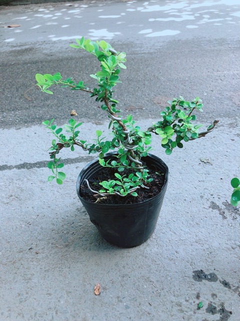 Linh Sam Núi Bonsai