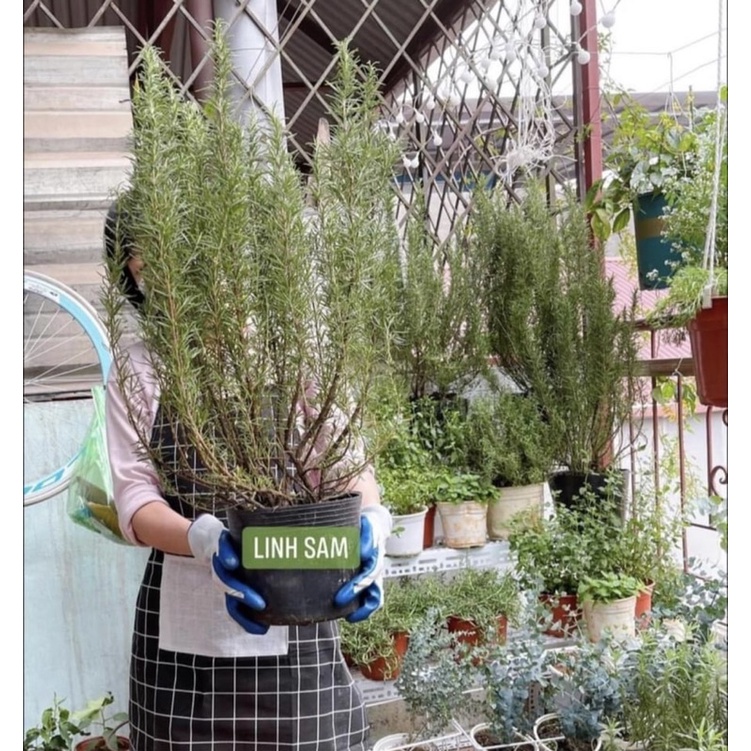 Cây hương thảo rosemary size đại 3-4 gốc già