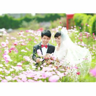 1 kg hạt giống hoa sao nhái cosmos nhiều màu