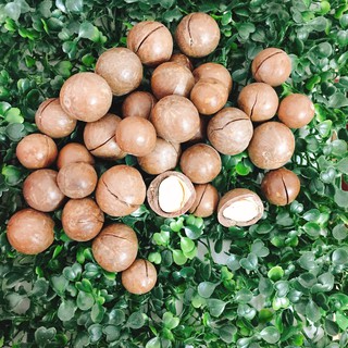 Hạt Mắc Ca - Hạt Macadamia Úc nứt vỏ 500g