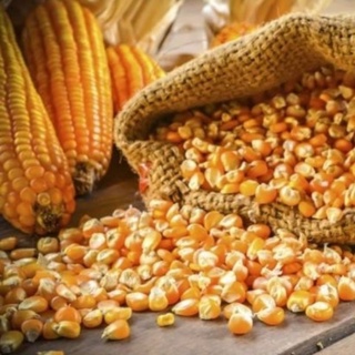 Cambo 10 Ký Ngô ( bắp ) hạt tẻ, dùng làm thức ăn cho gà vịt lợn chim cu chim gáy