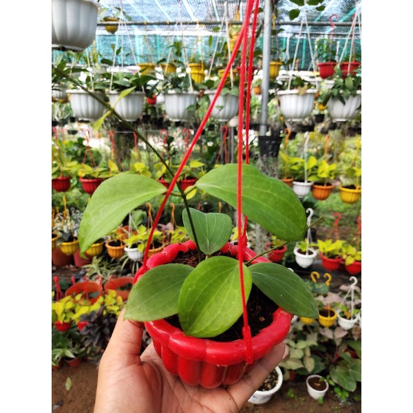 Chậu cây Cẩm cù Hoya Nicholsoniae hoa thơm