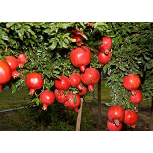 Cây Lựu Đỏ Lùn Cao Sản
