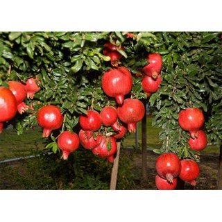 Cây Lựu Đỏ Lùn Cao Sản