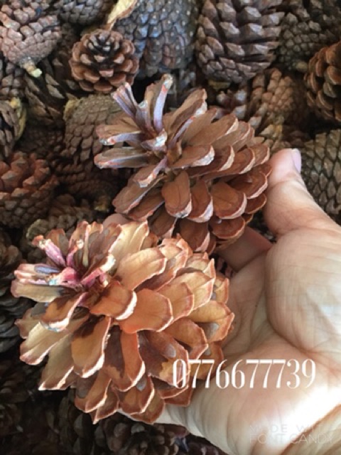 Combo 1.5kg loại lớn - 1kg loại trung - 0,5kg loại nhỏ trái thông đà lạt