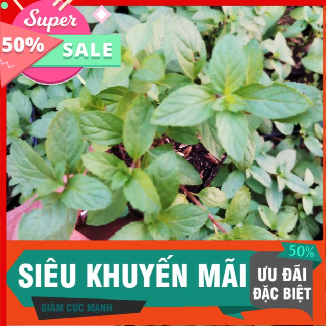Bạc hà peppermint bầu 8x8