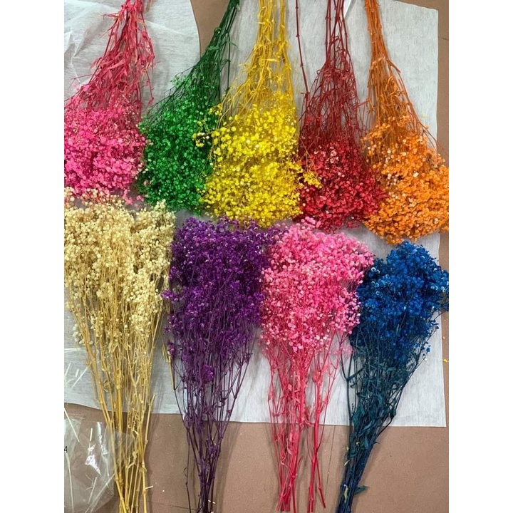 Hoa Baby tự nhiên sấy khô ướp màu dùng trang trí nhà