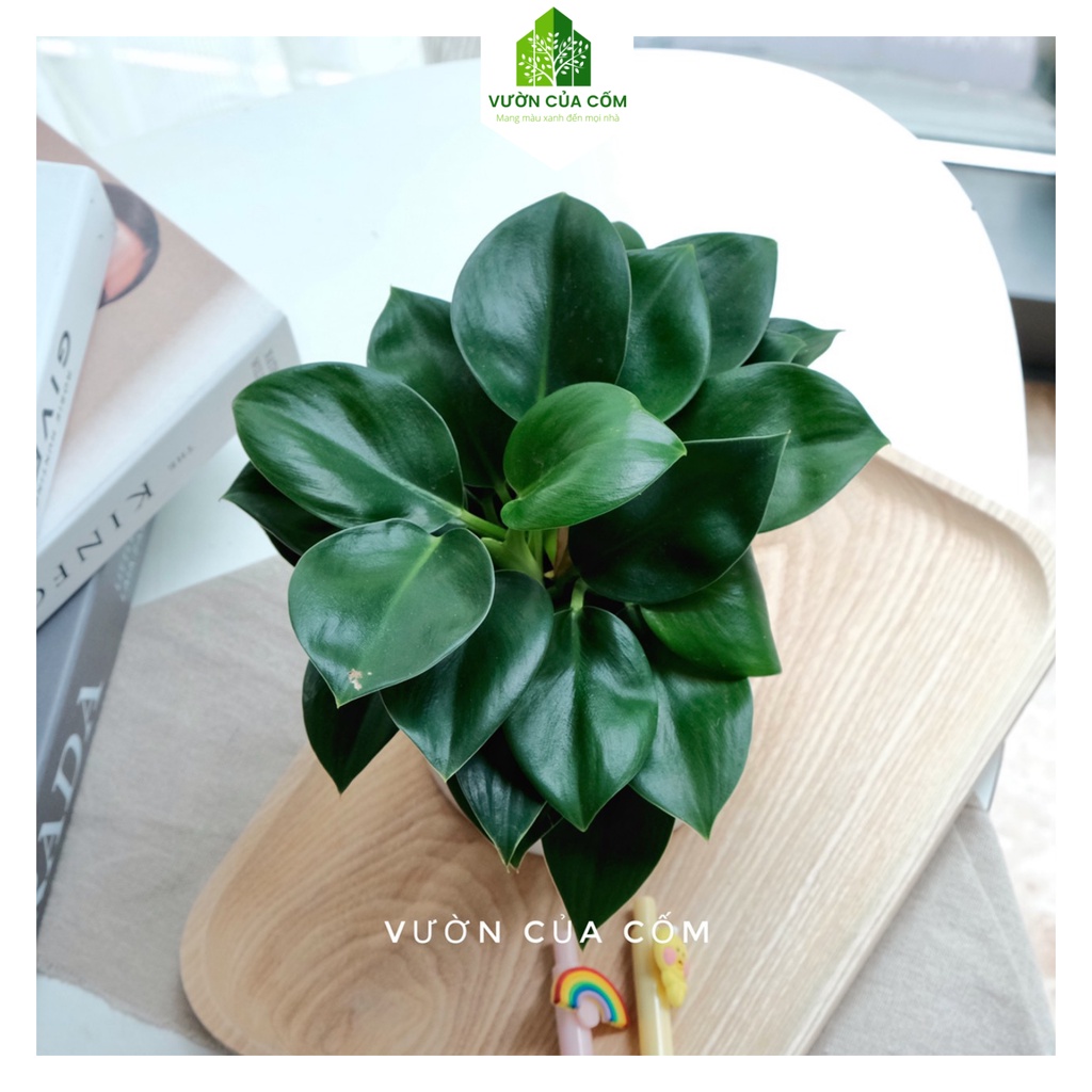 Cây Trầu Bà Đế Vương Xanh cây phong thủy để bàn  mang tài lộc , may mắn cho gia chủ