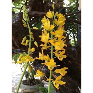 Củ Địa Lan Luân rừng