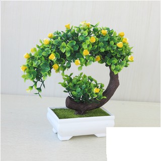 Chậu hoa bonsai để bàn