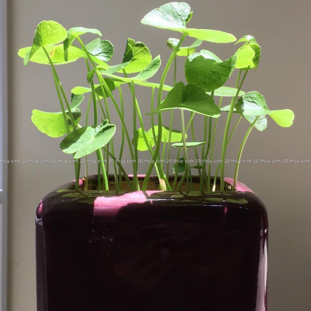 Mua Cây Sen Dù, Rau Má Thuỷ Sinh, Cỏ Đồng Tiền [chỉ ship tỉnh phía Nam ...