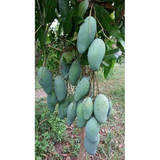 CÂY GIỐNG XOÀI THÁI SIÊU SỚM. [ GIỐNG CHUẨN CHO QUẢ  TO ]