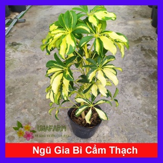 caykiengsadec - Cây Ngũ Gia Bì Cẩm Thạch - Cây đuổi muỗi