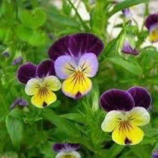 Hạt giống hoa Păng Xê