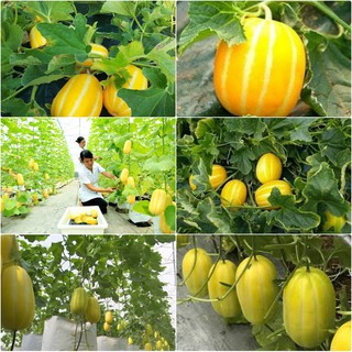 Hạt giống Dưa lê Hàn Quốc siêu ngọt 20 hạt (TẶNG gói kích thích hạt nảy mầm)