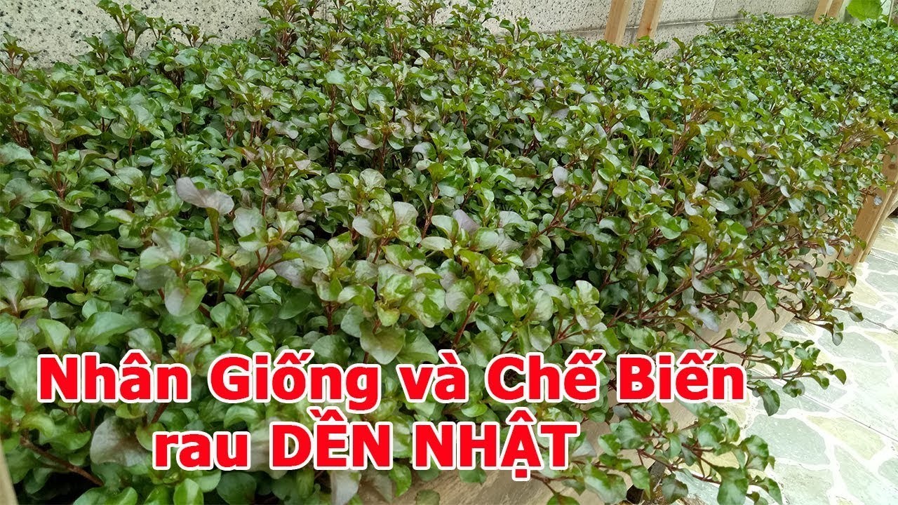 Cây xà lách xoong Nhật ,Cây xà lách xoong Nhật- BẦU CÂY GIỐNG, BẦU TO