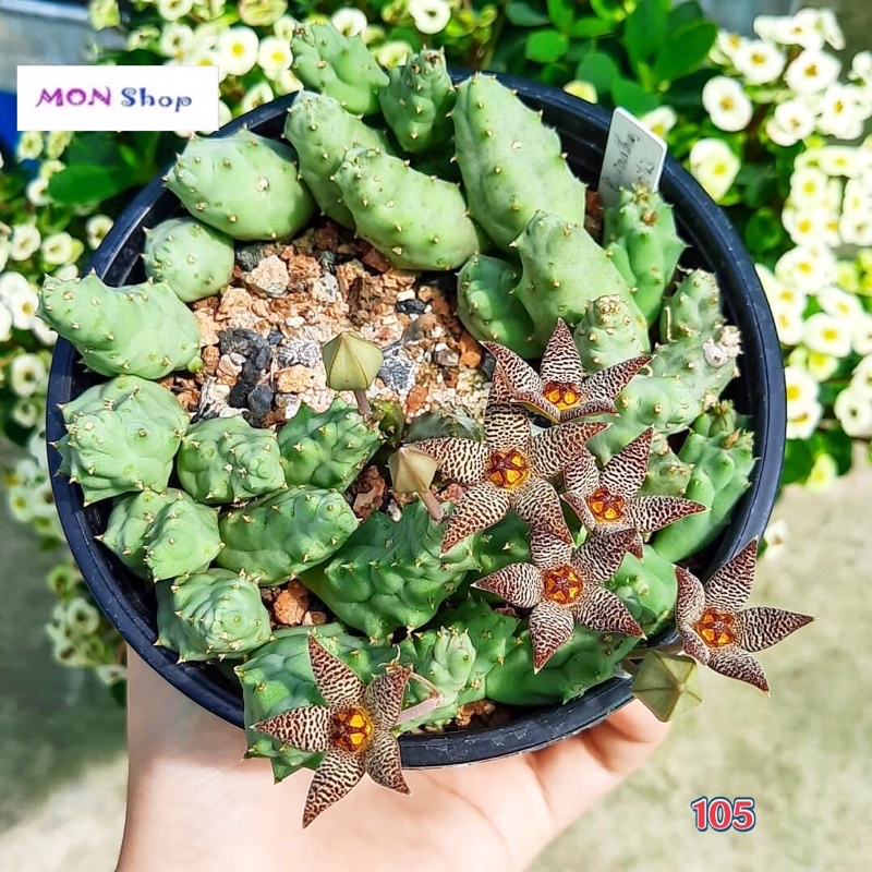 Xương rồng sao biển hoa năm cánh màu nâu dễ thương