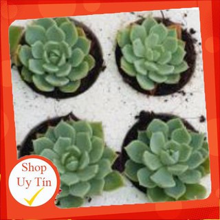 Sen thái vĩ🍏 |FREESHIP| 🔥 XỨ NÓNG, ĐÃ THUẦN KHÍ HẬU, KHOẺ ĐẸP 🍏 LỖI 1 ĐỔI 1