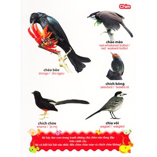 Sách: Từ Điển Tranh Về Các Con Vật - Động Vật (Bìa Cứng B100)