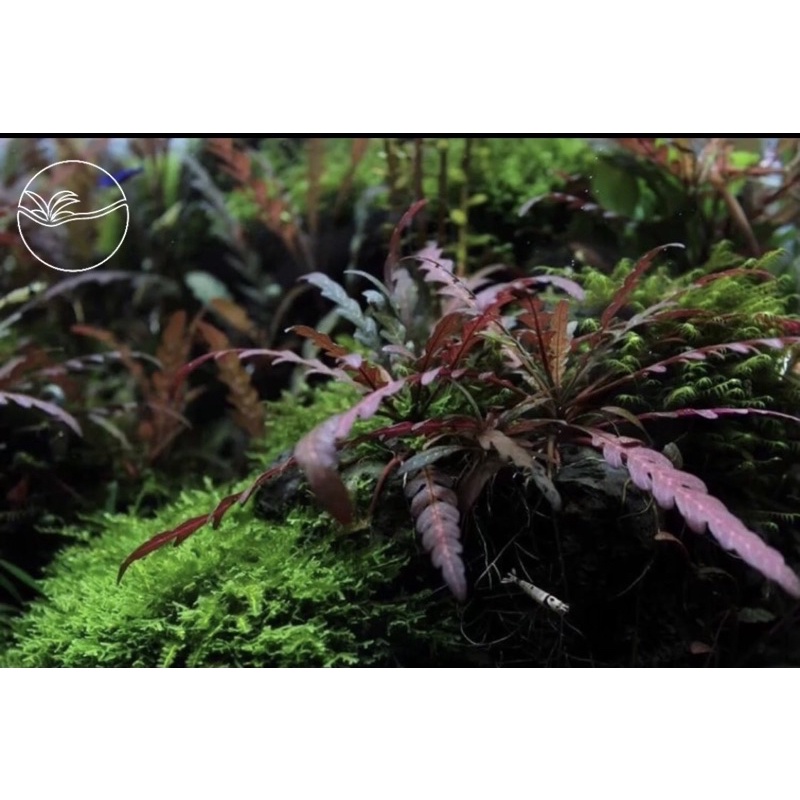 Hygrophila Pinnatifida - Cây Liễu Đỏ Răng Cưa - Cây Thuỷ Sinh Cắt Cắm