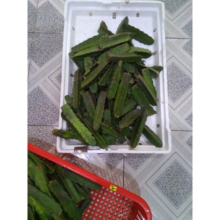 Combo 20 chân tháp xương rồng 3 cạnh VIỆT dài 20 - 30 cm