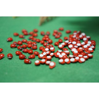 [500đ/con] Mô hình bọ dừa Ladybug trang trí tiểu cảnh, miniature