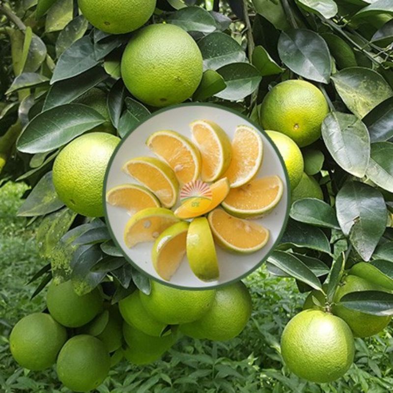 Cam xoàn tươi ngon, ngọt