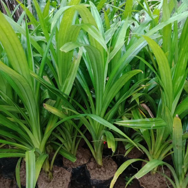 Cây lá nếp thơm (lá dứa)  giống
