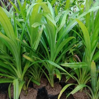 Cây lá nếp thơm (lá dứa)  giống