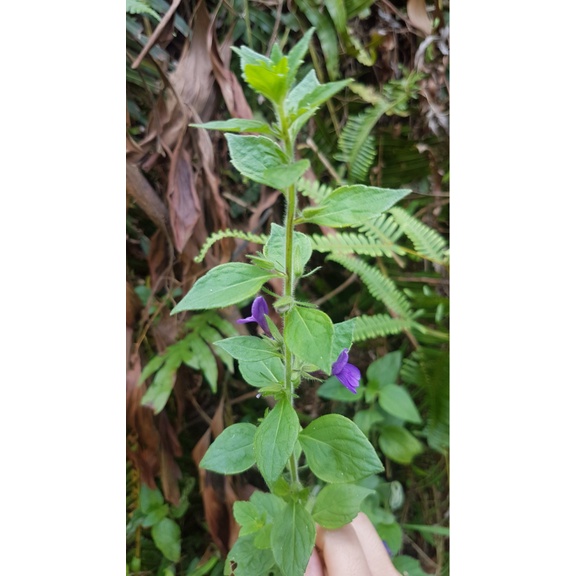 100 Hạt Giống Cây Nhân Trần