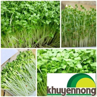 20 gram Hạt giống mầm rau cải mơ