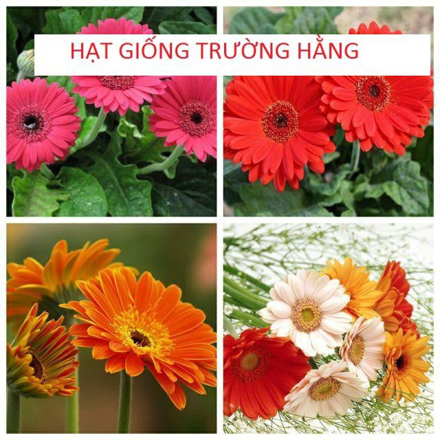 Gói 30 HẠT GIỐNG HOA ĐỒNG TIỀN CAO MIX MÀU